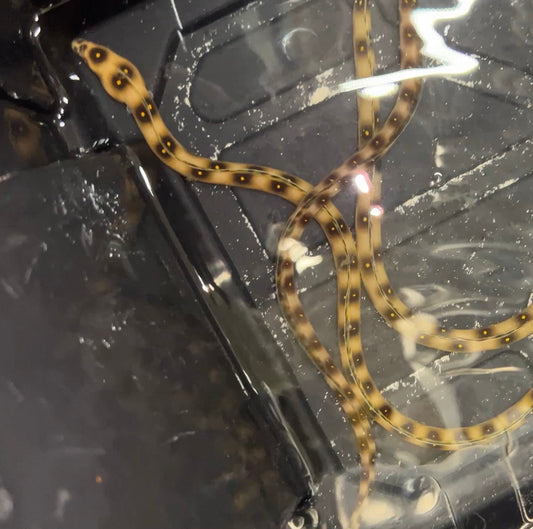 Brazillian Goldspotted Eel (Myrichthys Ocellatus) (24")