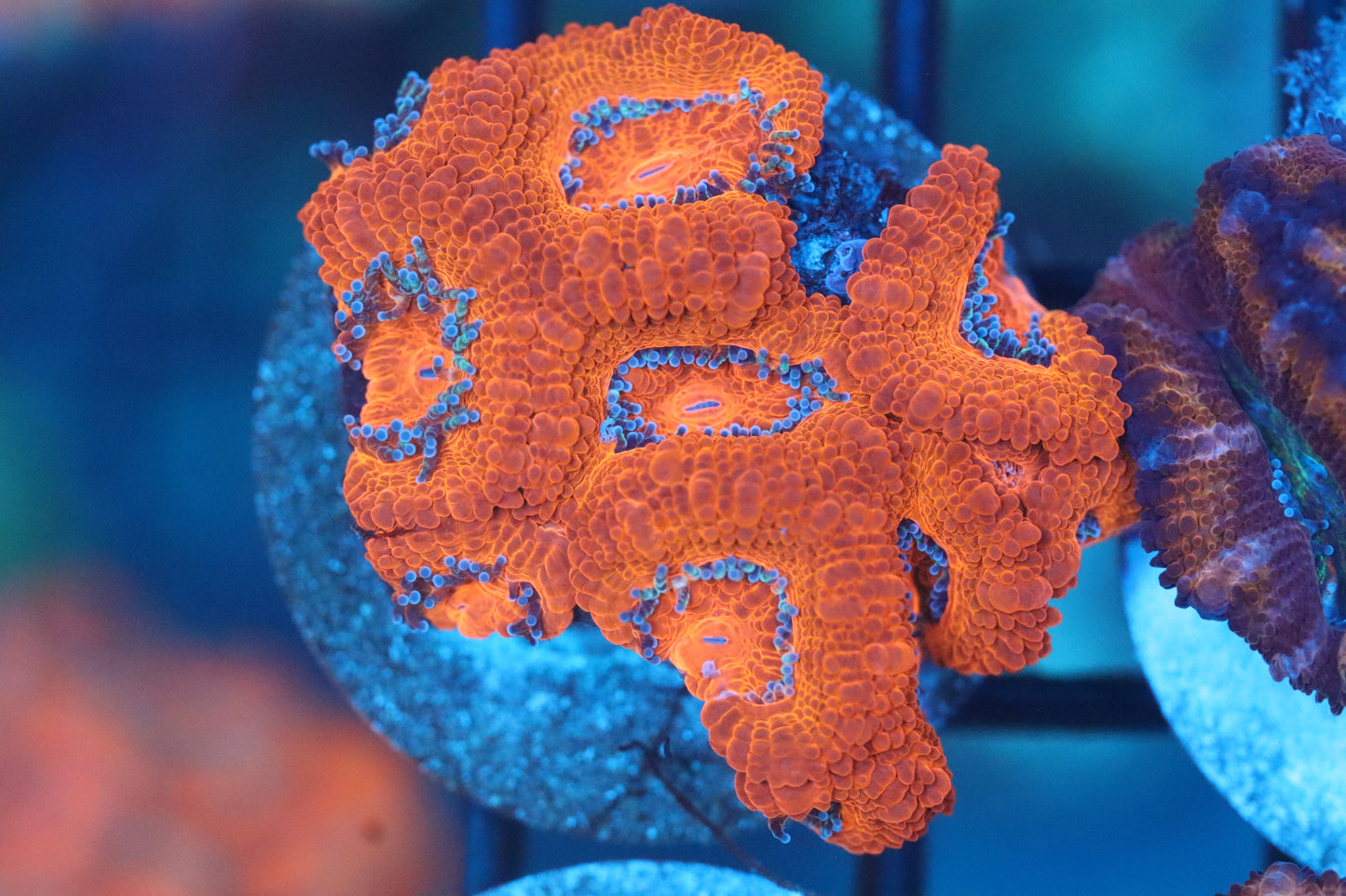 Red Micromussa (B152)