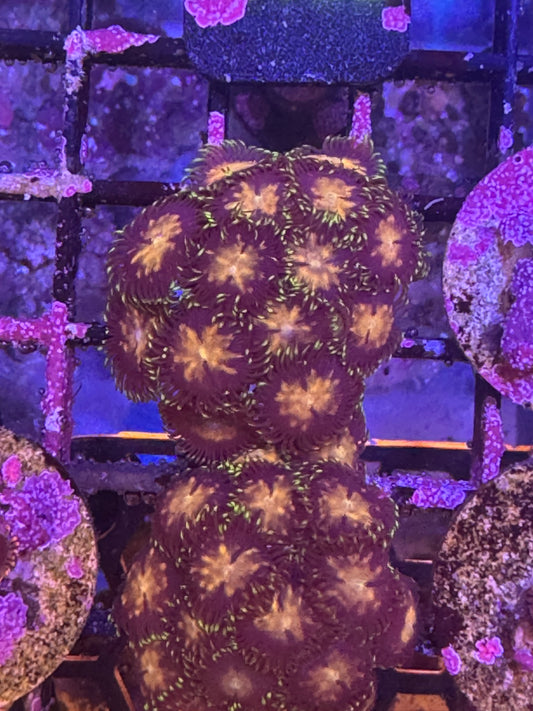 Zoa colony (D43)