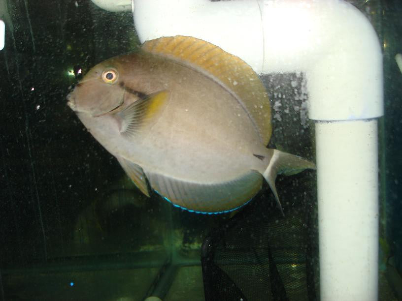 Black Shoulder Tang 3-4"