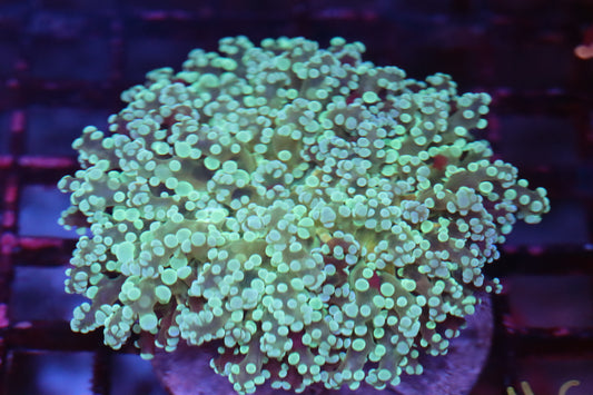 Neon Wall Frogspawn (A243)