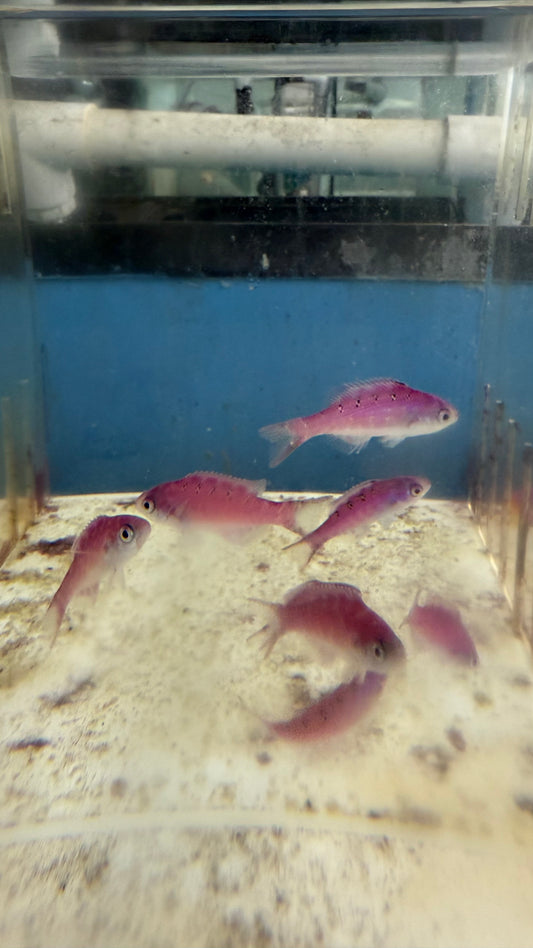 Creole Wrasse