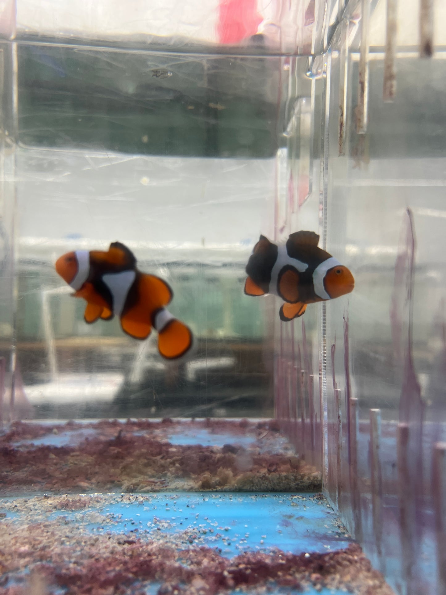 Super Black True Percula Clownfish-WC Pair