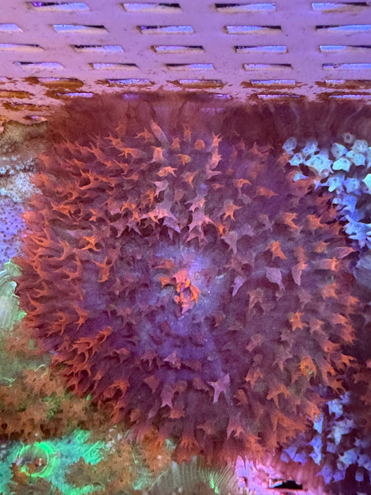 ST Thomas Mushroom (62)
