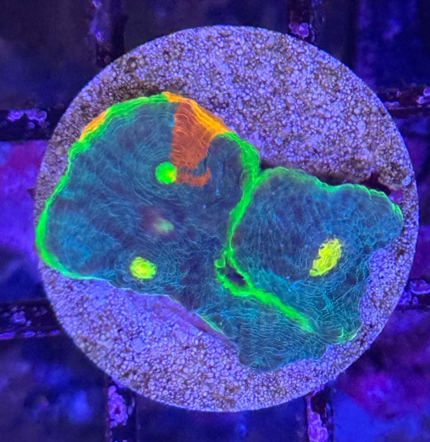 Jellybean Chalice frag (B144)