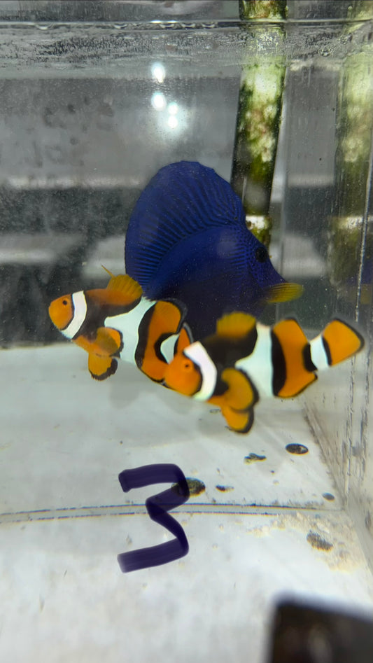 True Percula Clownfish-super black pair 3 WYSIWYG