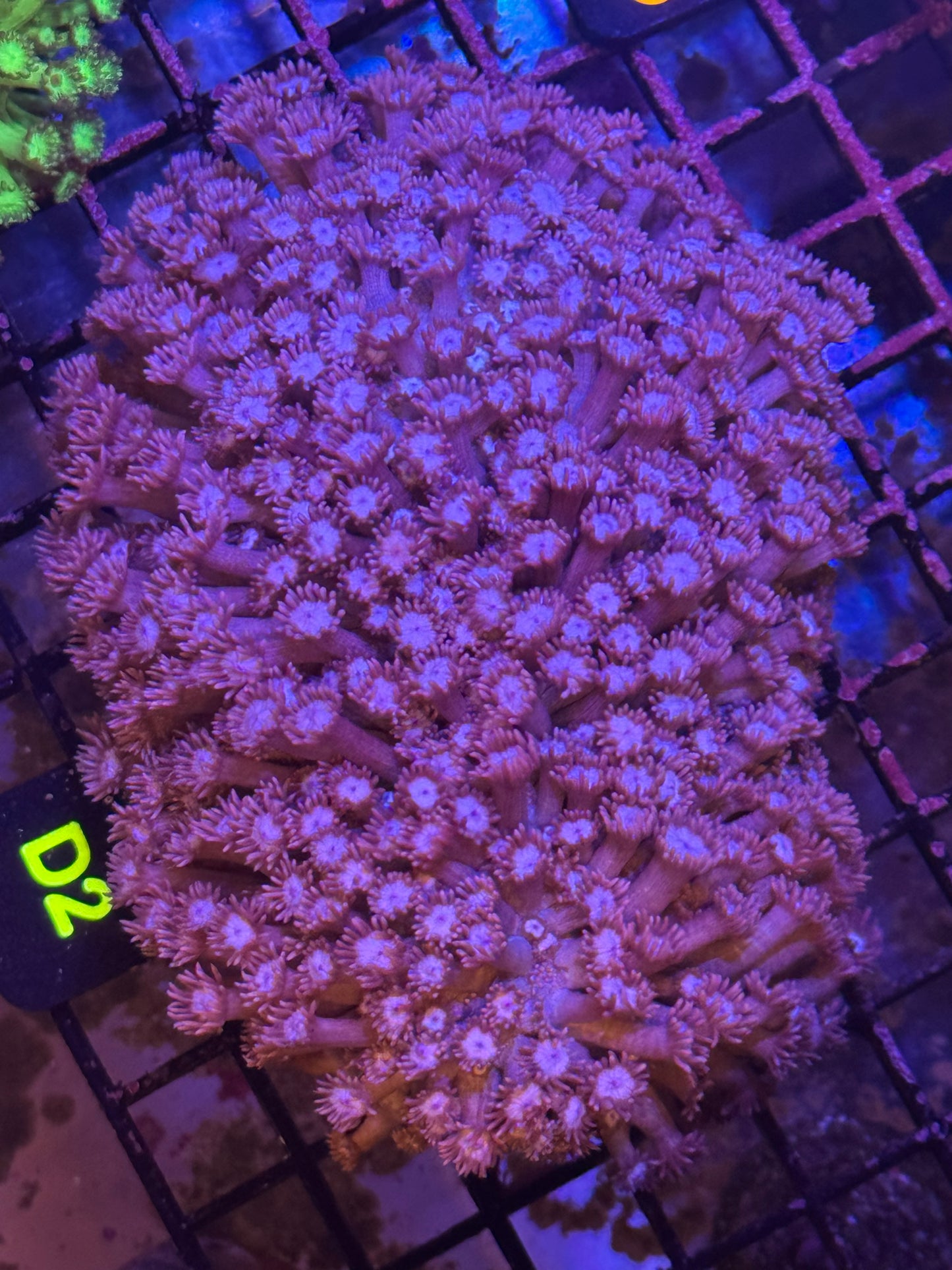 Purple X-Large Goni Colony (D2)