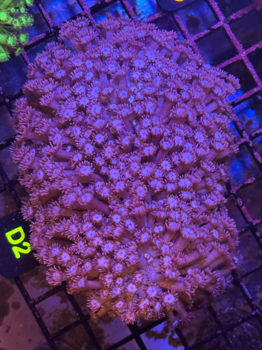 Purple X-Large Goni Colony (D2)