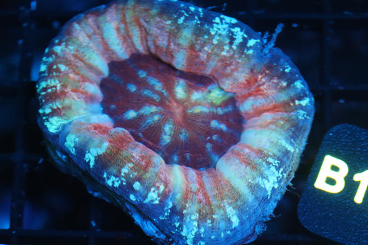 Aussie Strawberry Scoly (B176)