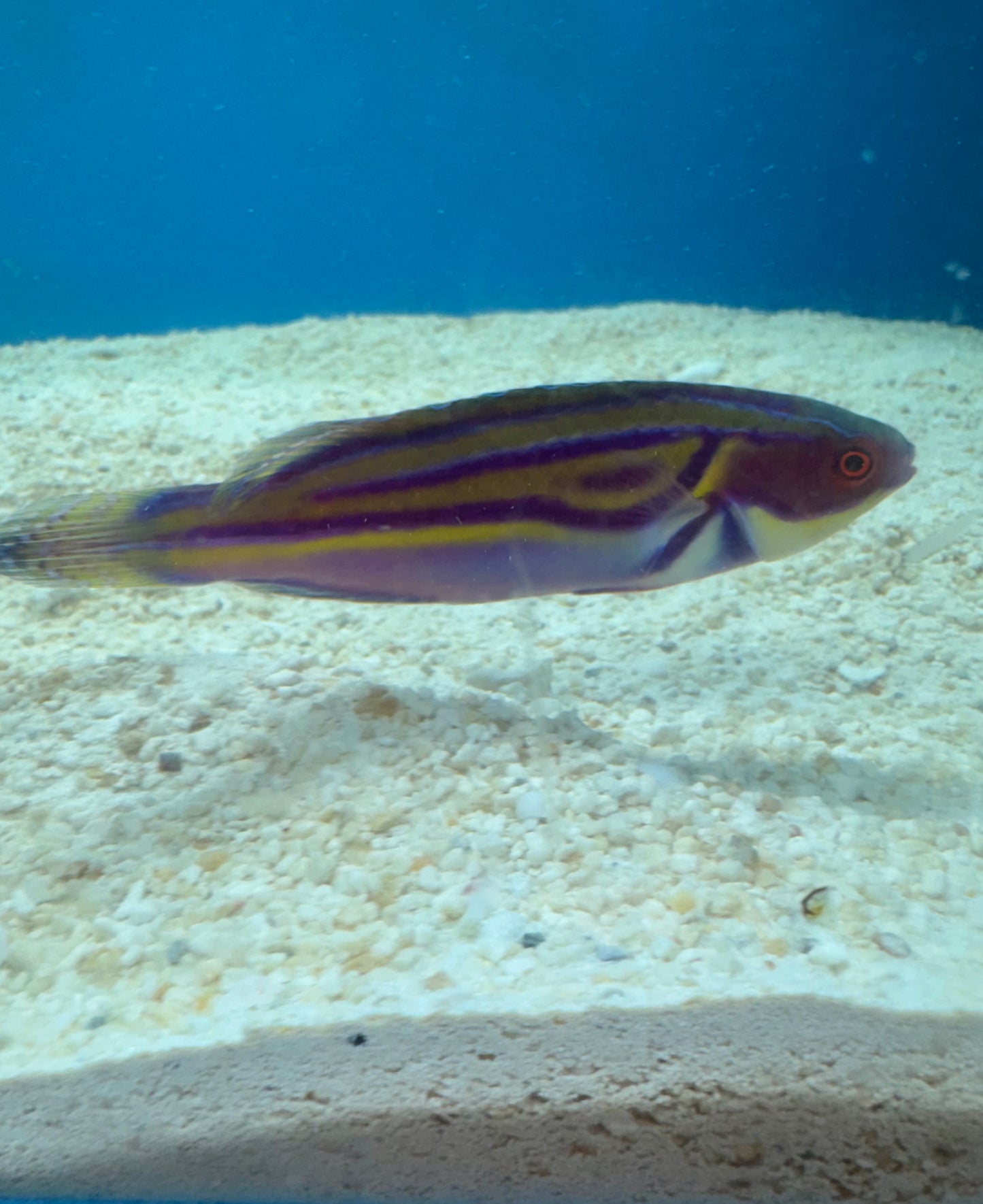 Labouti Wrasse-5” Supermale (WYSWYG #6)