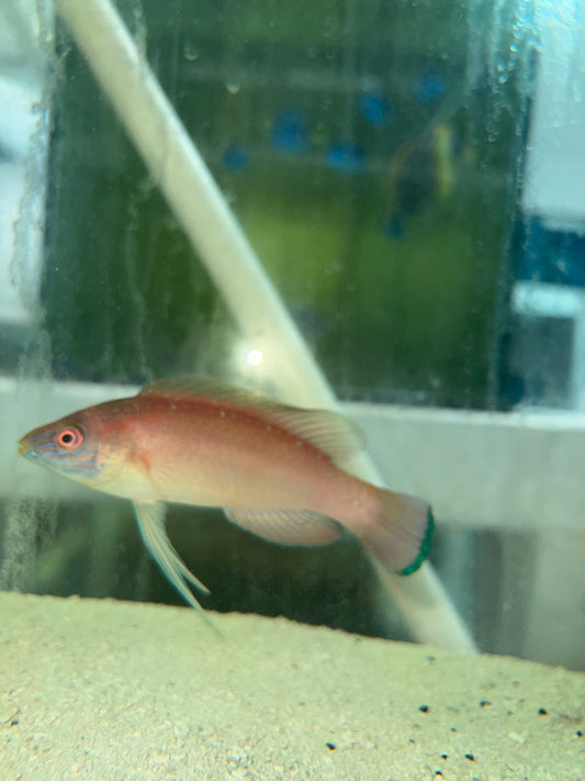 Pylei Fairy Wrasse (4" Super Male)