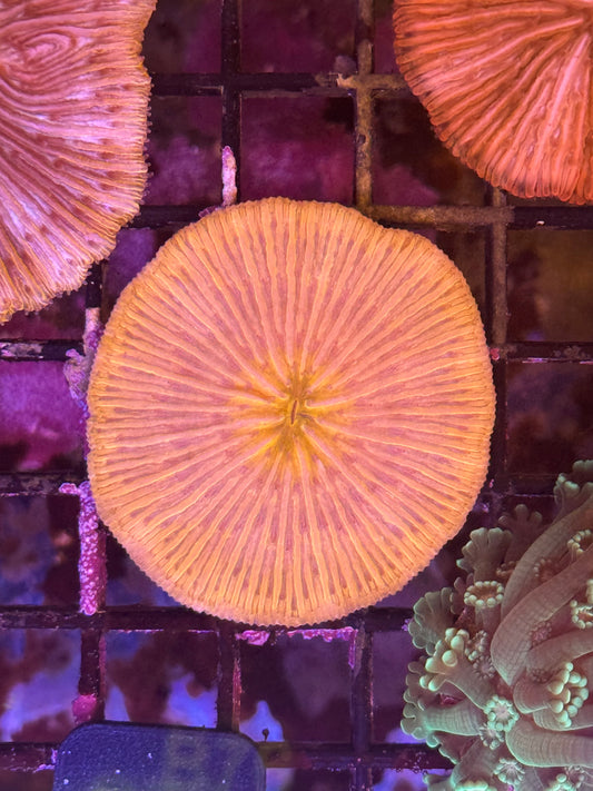 Bright Orange Plate Coral (B76)