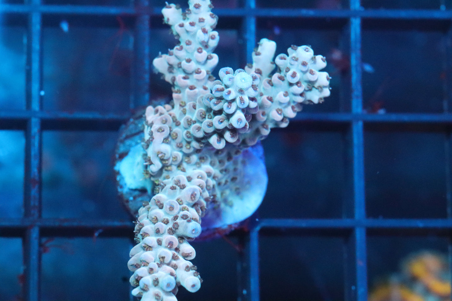 Black Cherry Acropora (19)