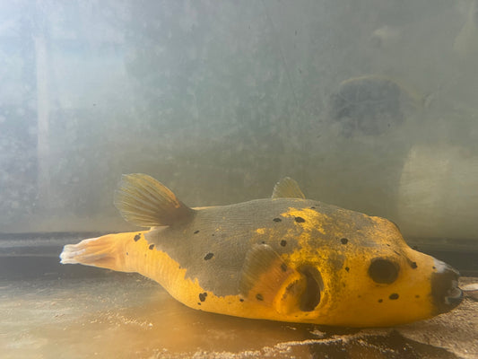 Dog Face Puffer-Gold and Black (6”)