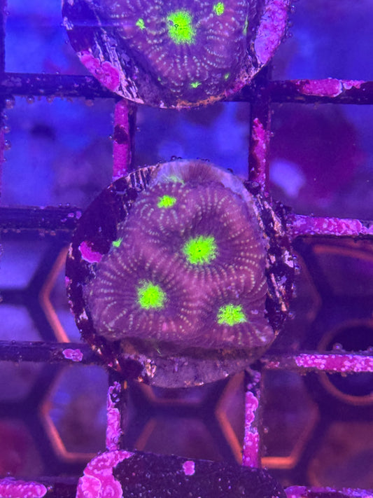 Moon Favia Coral (B142)