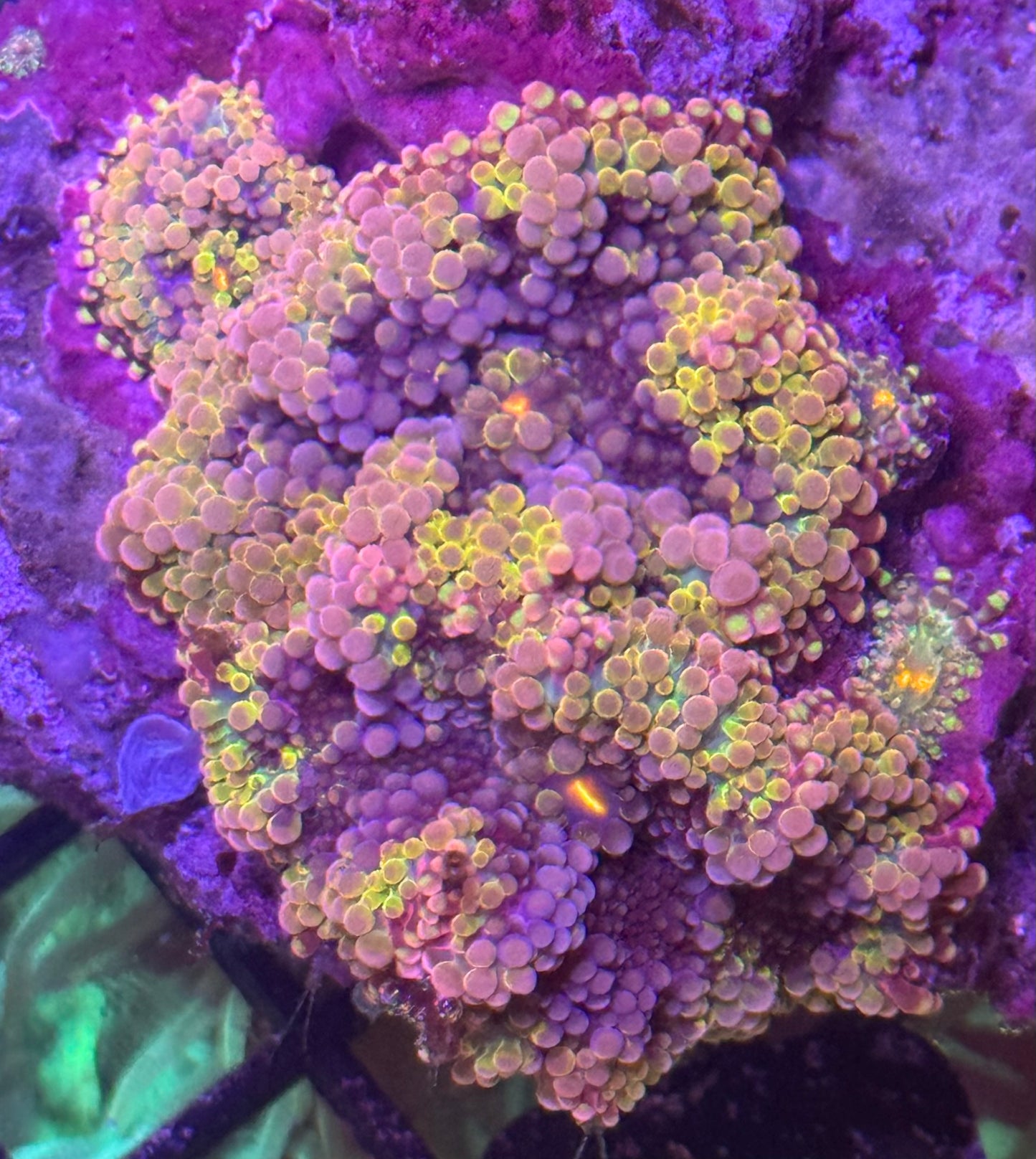 Ultra Yuma Colony A134  WYSIWYG
