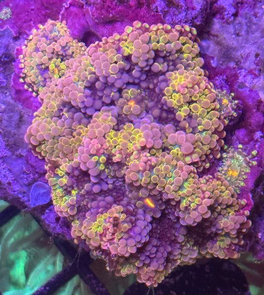 Ultra Yuma Colony A134  WYSIWYG