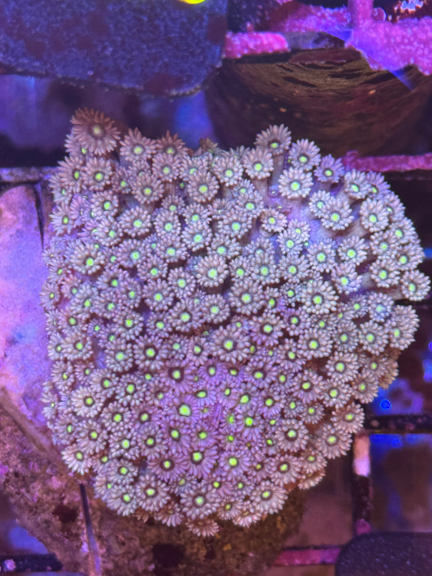Sunflower Goni Colony (73)