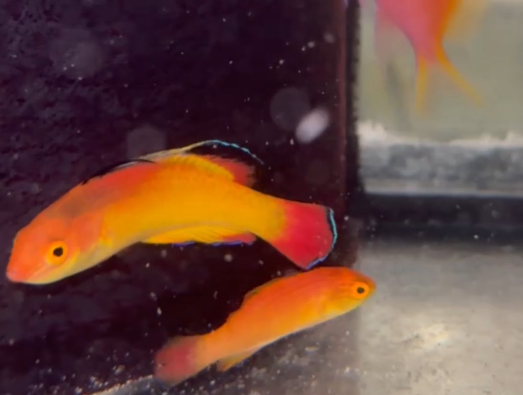 Tongan Flame Wrasse- Nahackyi Fairy Wrasse Male | Cirrhilabrus Nahackyi (3-4”)