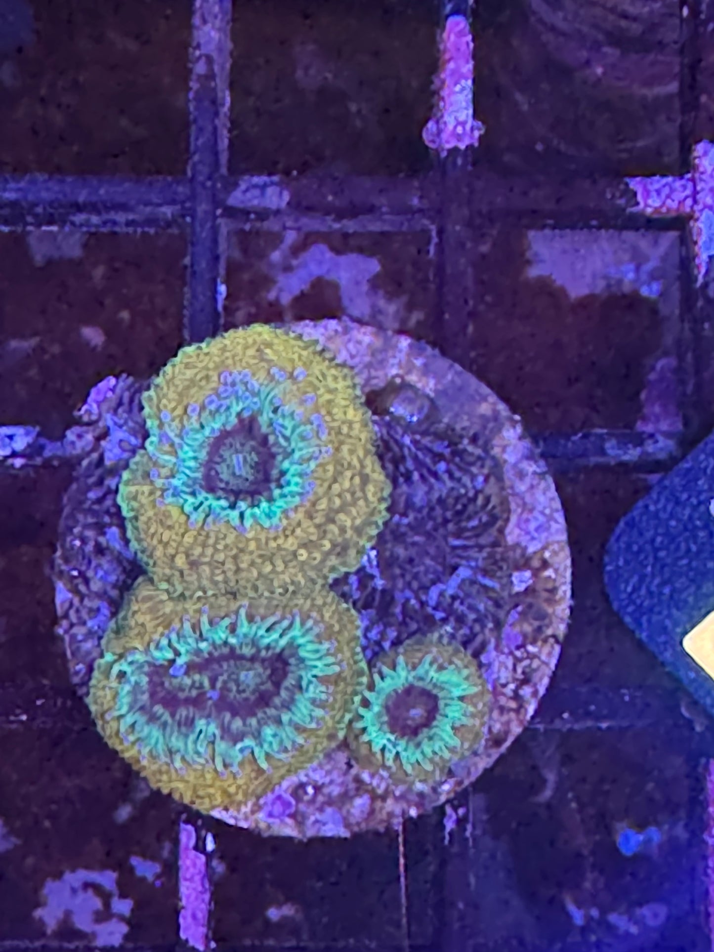 Micromusa frag (D171)