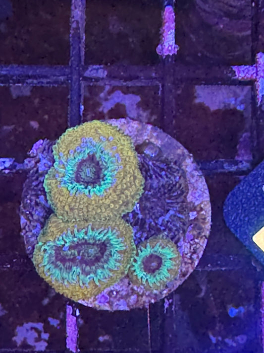 Micromusa frag (D171)
