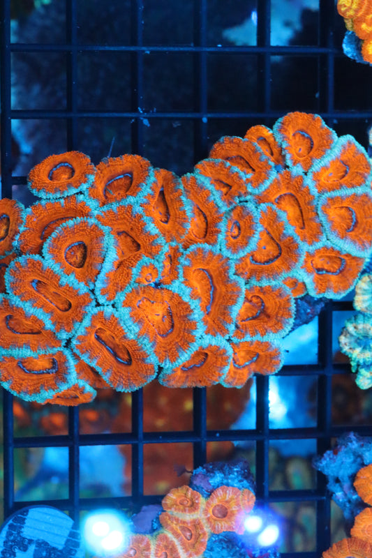 Micromussa Lord Colony (M)
