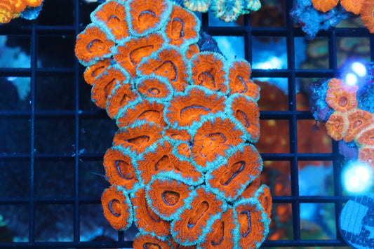 Micromussa Lord Colony (M)