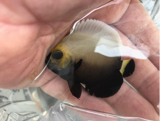 Conspiculatus Angel (Chaetodontoplus conspicillatus) (2-3” captive bred)