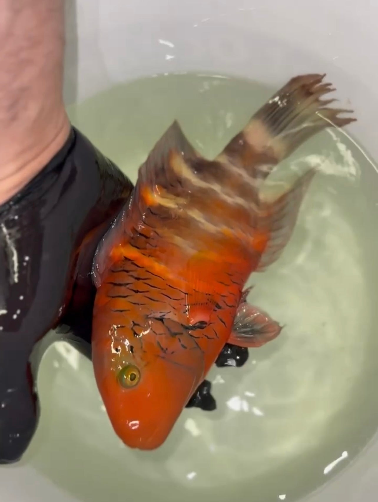 Red Sea Red Breasted Wrasse | Cheilinus Faschiatus (10-12")