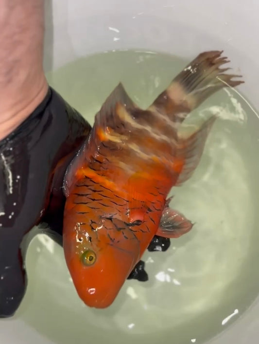 Red Sea Red Breasted Wrasse | Cheilinus Faschiatus (10-12")