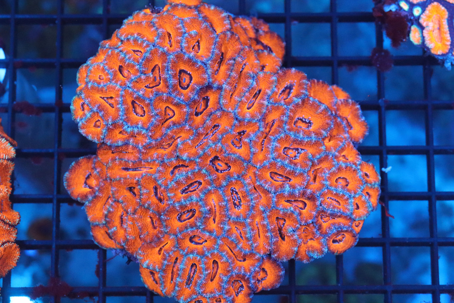 Micromussa Lord Colony (B8)