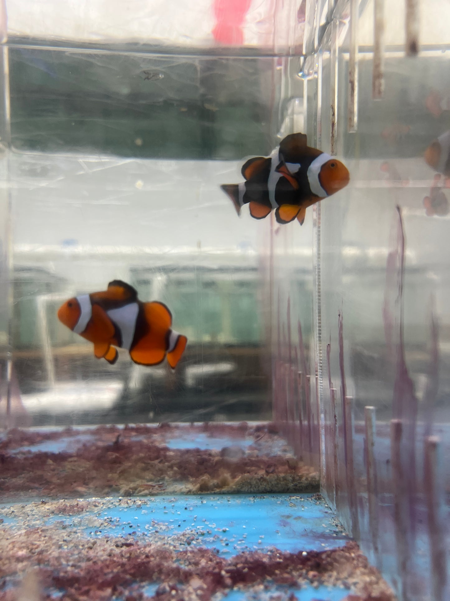 Super Black True Percula Clownfish-WC Pair