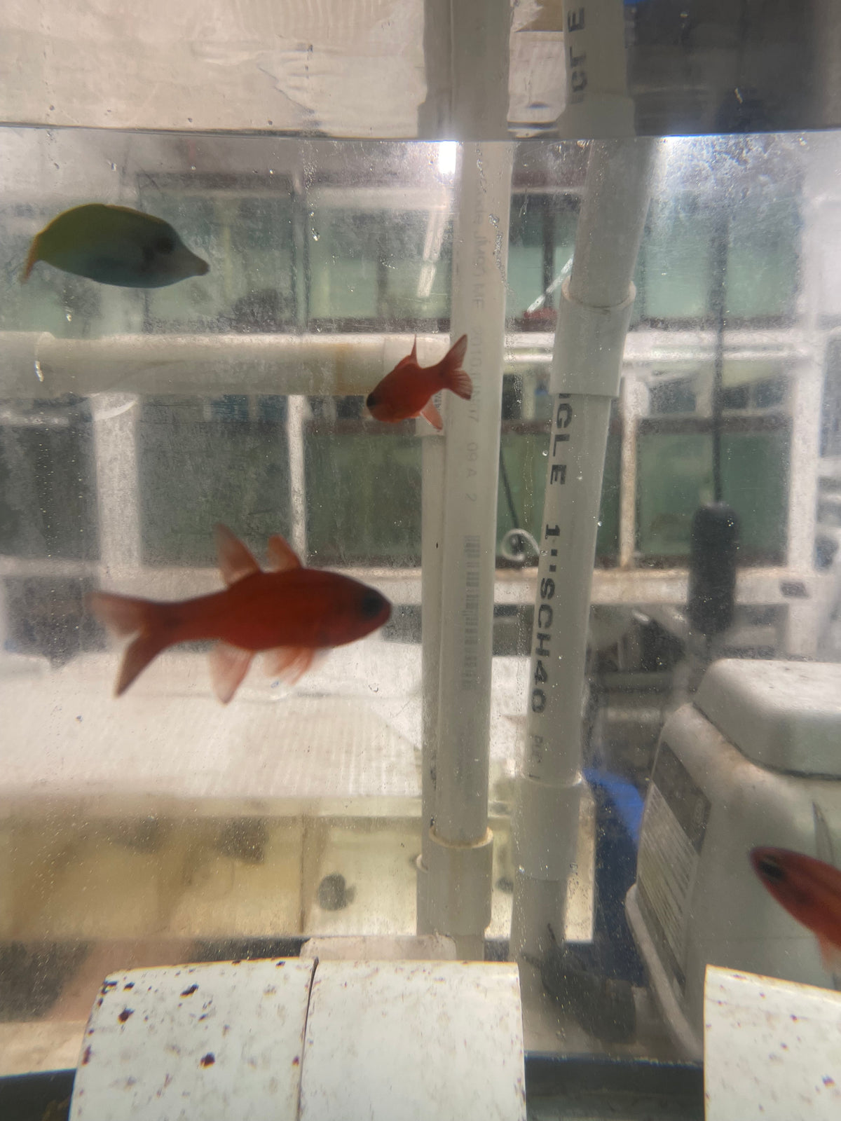 Tailspot Cardinalfish, Apogon dovii – NYAquatic