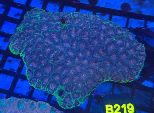 Favia large (B219)