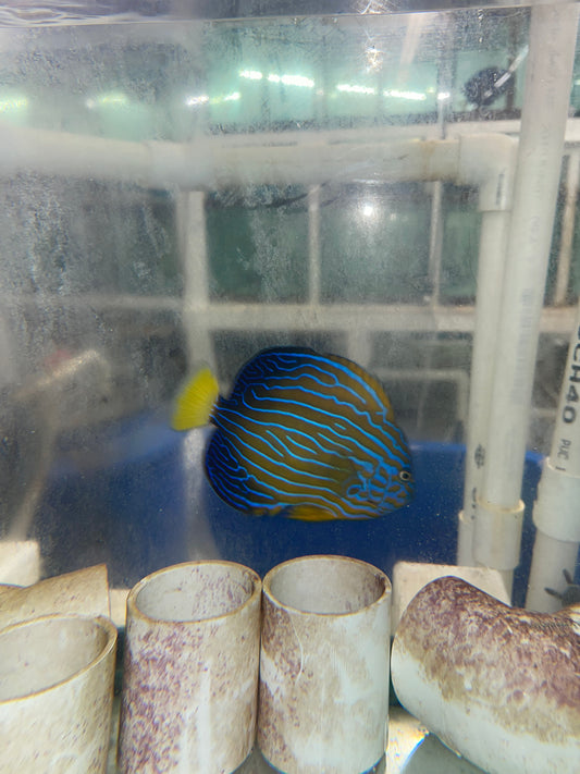 Maze (orange face) Angelfish-Chaetodontoplus Chrysocephalus 6"
