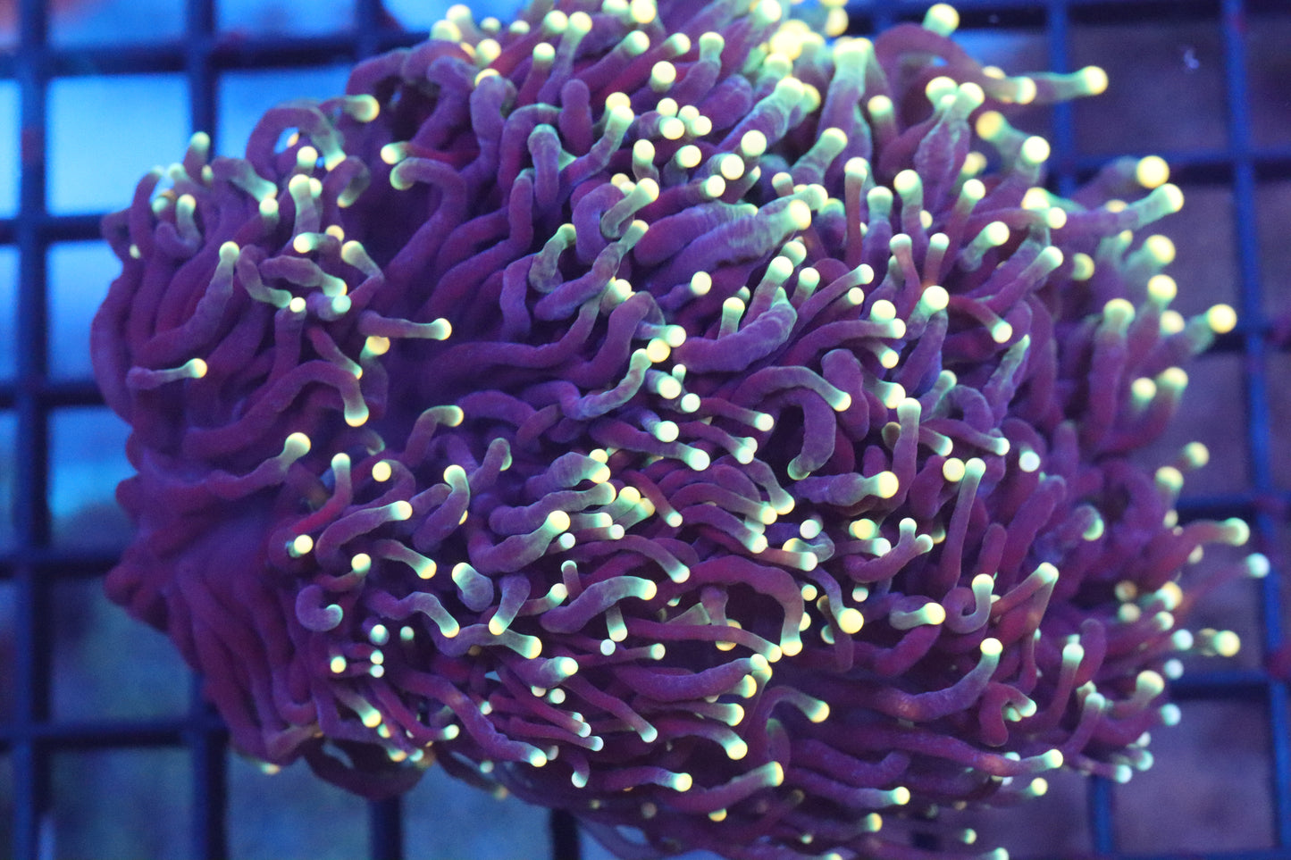 Rasta Torch 4 splitting heads WYSIWYG