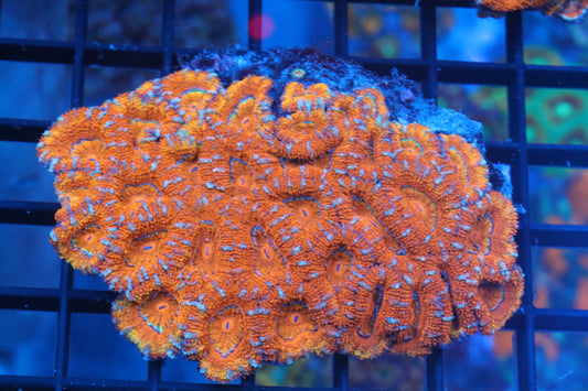 Micromussa Lord Colony (A10)
