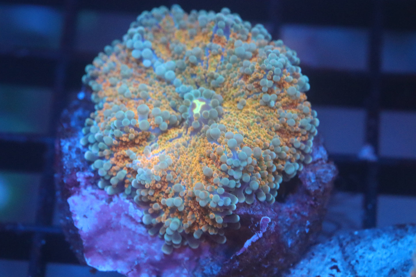 Citrus Gumball Yuma (A116)