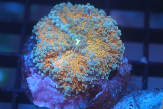 Citrus Gumball Yuma (A116)