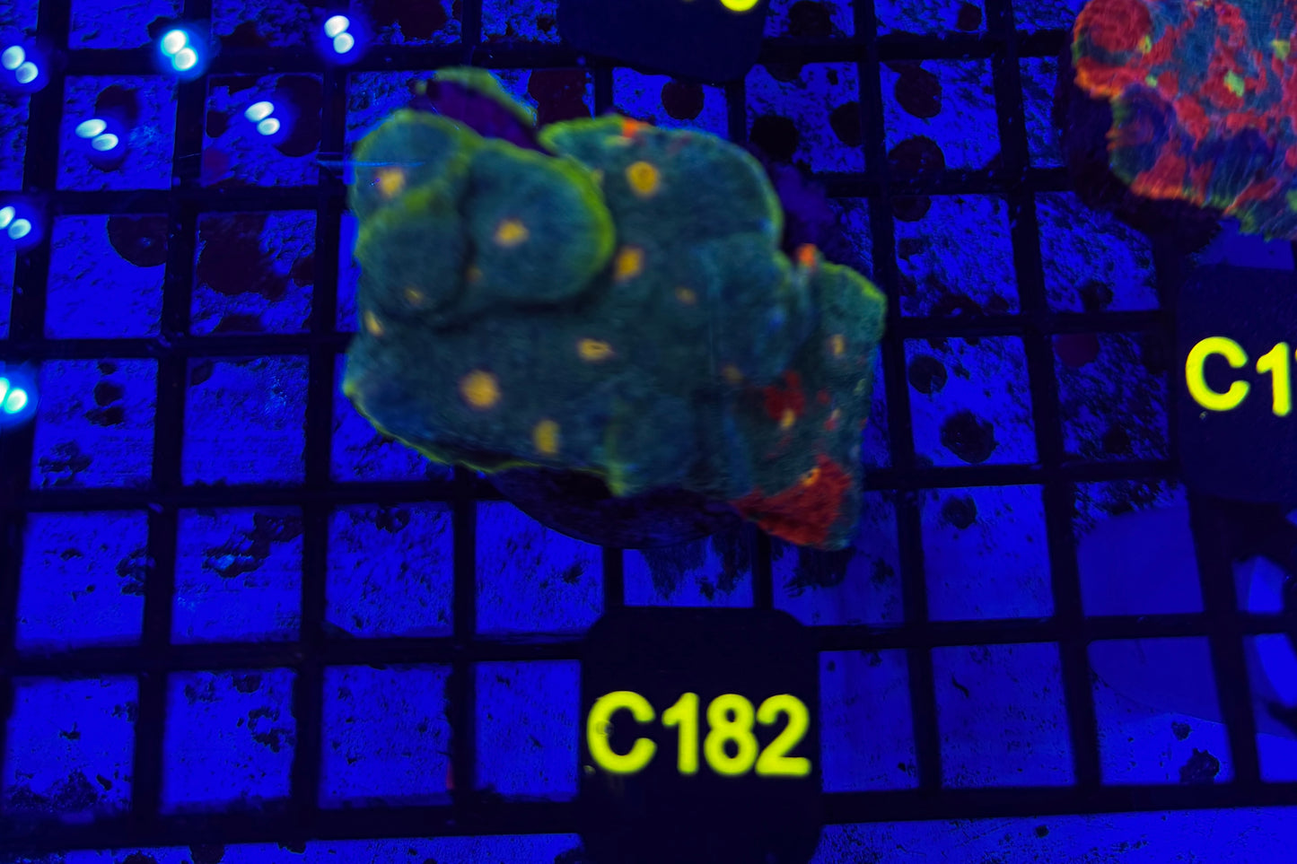 Rainbow Chalice (C182) WYSIWYG FRAGGED INTO 5 + 1 HOUSE FRAG 1 W/ GREEN/ YELLOW 7/17