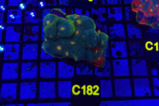 Rainbow Chalice (C182) WYSIWYG FRAGGED INTO 5 + 1 HOUSE FRAG 1 W/ GREEN/ YELLOW 7/17