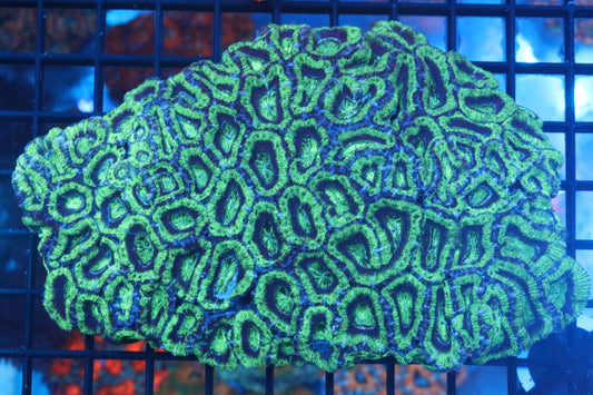 Micromussa Lord Colony (A3)