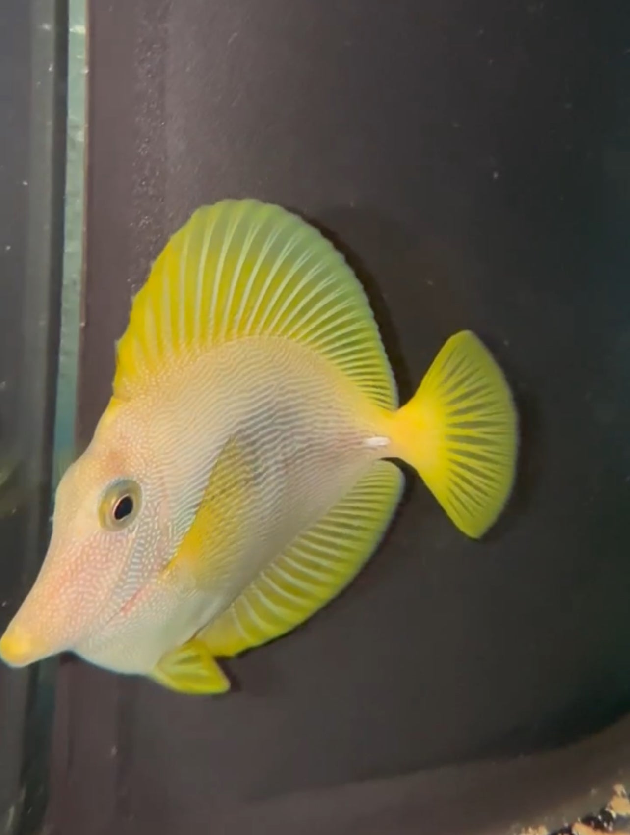 Yurple - Yellow X Purple Hybrid (CB)