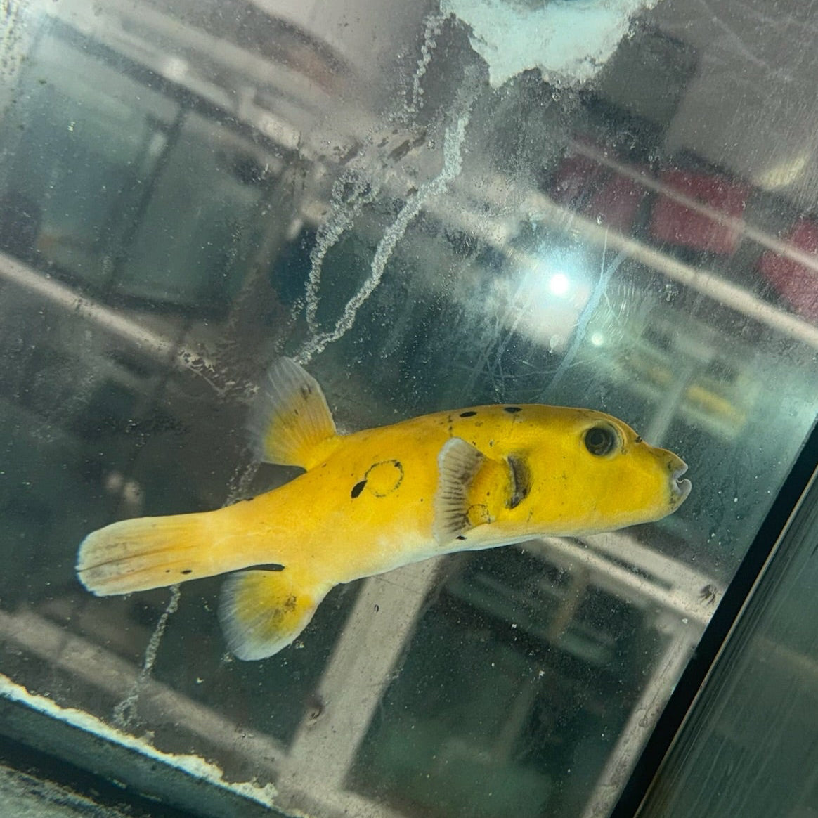 Golden Puffer fish 7” WYSIWYG