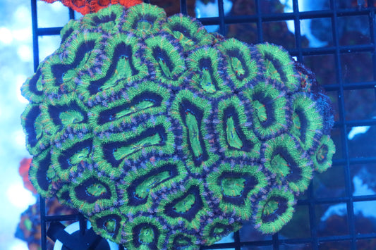 Micromussa Lord Colony (A5)