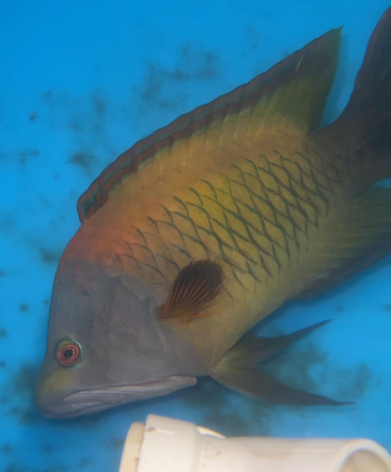 Jumbo Red Sea Slingjaw Wrasse (10”) WYSIWYG