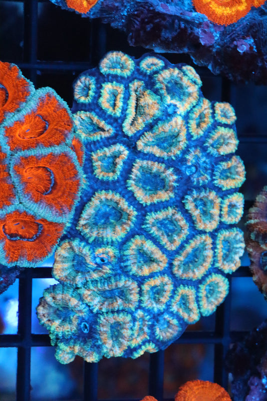 Micromussa Lord Colony (N)