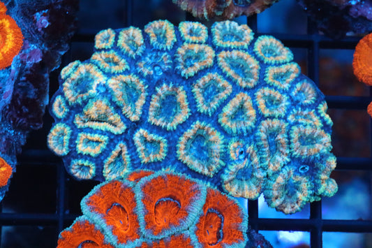 Micromussa Lord Colony (N)