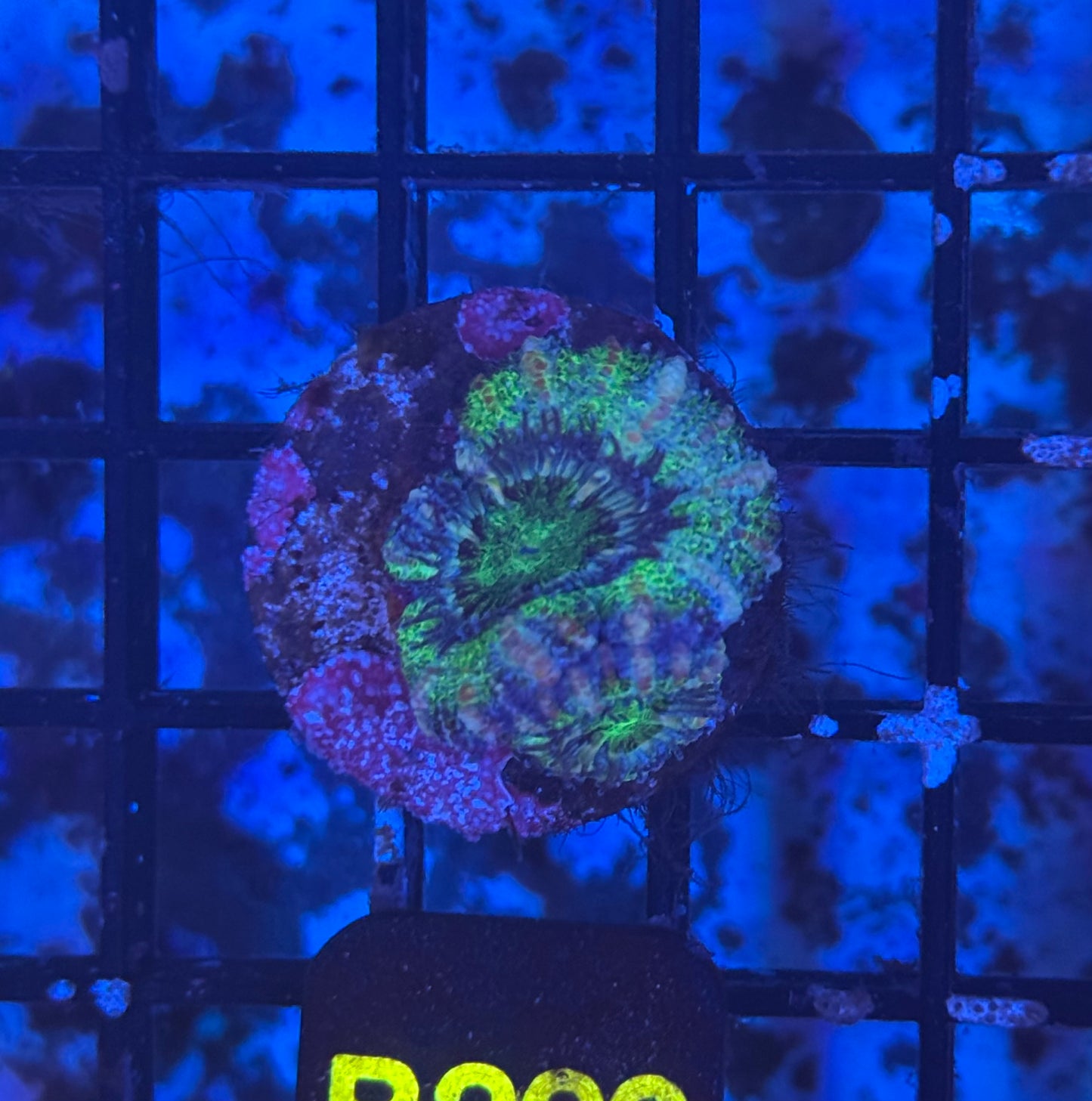 Acan (B229)  WYSIWYG