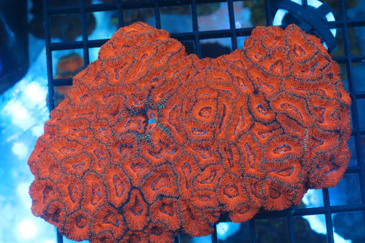Micromussa Lord Colony (A8)